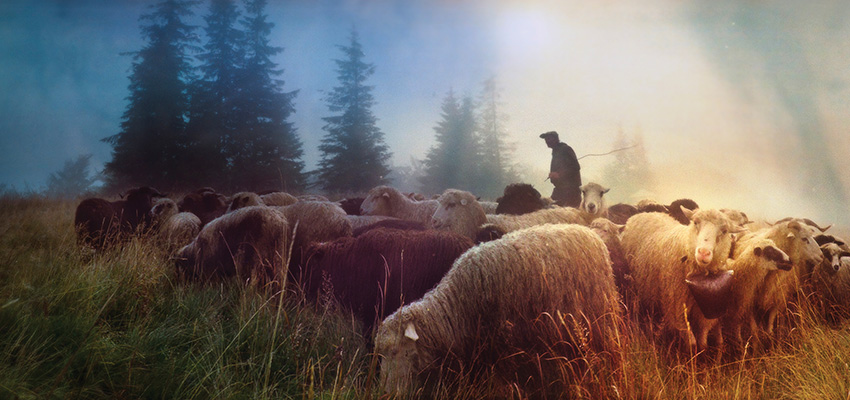 The shepherds and the Shepherd