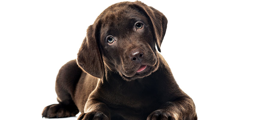 Bizarre NARAL post suggests dogs support abortion